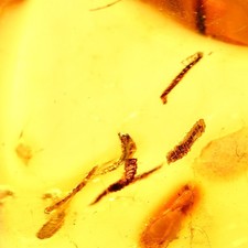 Ambre naturel baltique avec