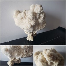 Corail Blanc Océan Pacifique