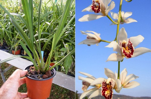 Cymbidium parishii orchidée - parishii,,