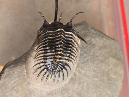 Walleserops trifurcatus - walleserops,