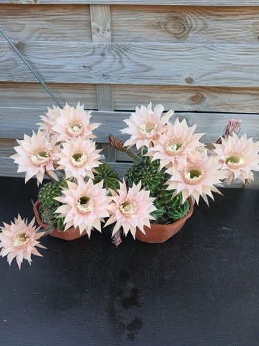 Echinopsis hybride princess - echinopsis,
