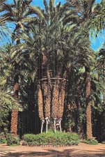 ESPAGNE ELCHE HUERTO DEL CURA PALMIER IMPERIAL