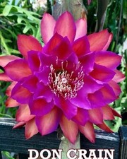 TRÈS RARE - Epiphyllum DON CRAIN - Cutting De 20cm