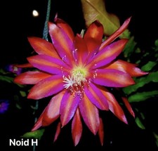 Epiphyllum Noid.H - Bouture -