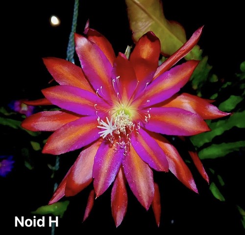 Epiphyllum noid bouture - -,