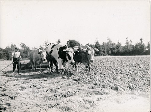 Charente 1950 scène de - c.,