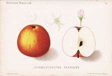 Pomologie Lithographie 1880