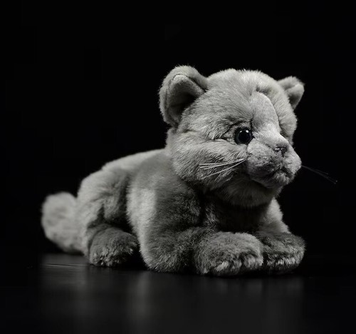 British shorthair cat - british, 8