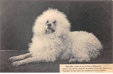 Animaux - n°86741 - Chiens - Mouton, chien de race Royale Mongolie