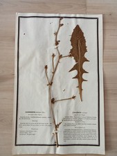 Ancien Herbier Botanique Histoire Naturelle Plante Herbe Chicorée Sauvage 