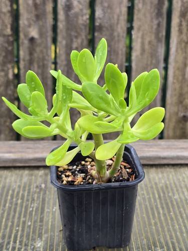 Sedum dendroideum