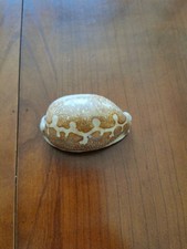 Coquillage porcelaine Leporicypraea mappa (anciennement Cypraea mappa)