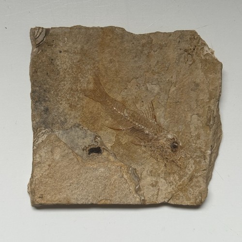 Poisson fossile relief sur - en,