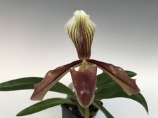 Paphiopedilum affine - , "