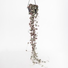 Chaîne des cœurs - Ceropegia linearis Woodii - Hauteur 20-30cm - ⌀14cm