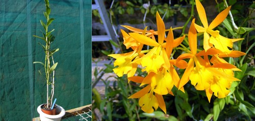 Epidendrum orange blaze - orange,