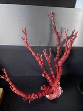 Sublime branche de corail rouge authentique de 1983
