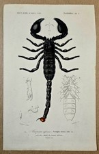 Gravure sur cuivre coloriée