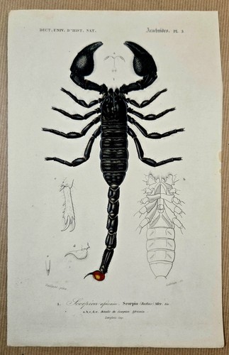 Gravure sur cuivre - , coloriée