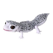 Japan Q Leopard gecko lizard