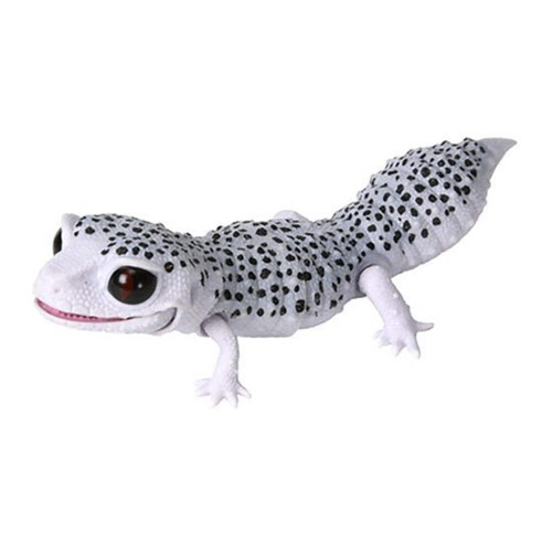 Japan leopard gecko - q, lizard