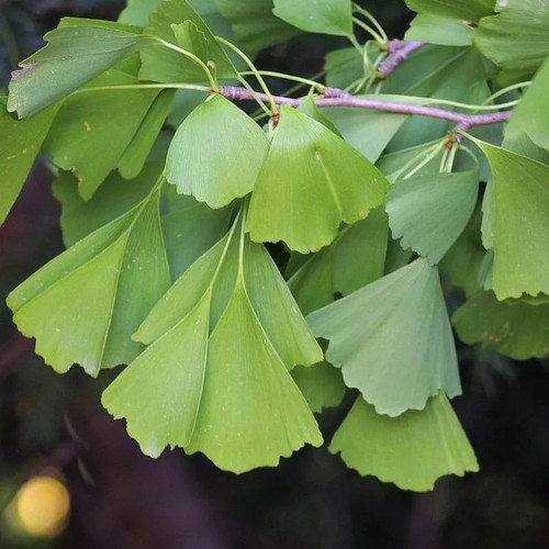 Ginkgo biloba saratoga - biloba, 'saratoga'