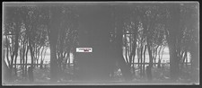 Arbres, paysage, Plaque verre photo stéréo, négatif noir & blanc 4,5x10,7 cm
