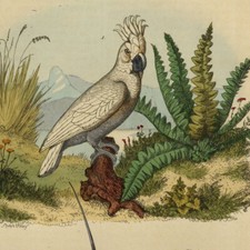 Décoration Le Cacatoès &