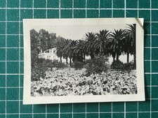 QQ545 Photo TTBE Algérie 1956 militaria - maison coloniale et palmeraie