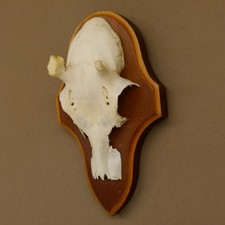 Bois de Cervidés Biche