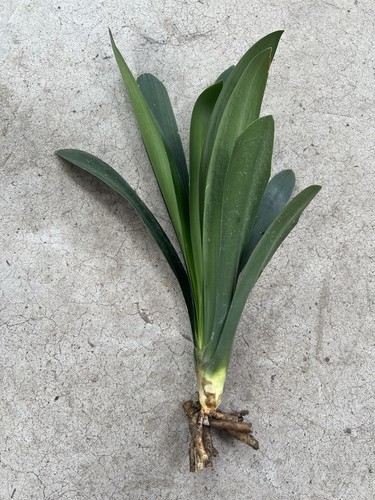 Clivia miniata bush - clivia,