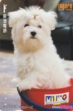 Carte JAPON - ANIMAL CHIEN -