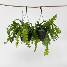 Cactus orchidée - Set de 2 - Epiphyllum 'Anguliger' - Hauteur 30-40cm - ⌀15cm