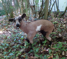 NEW agneau lamb Lamm chevreau bébé  naturalisé taxidermie  curiosité  n° A 5