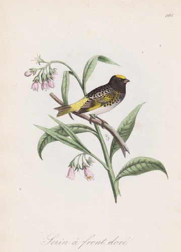 Serin porte avant - la,