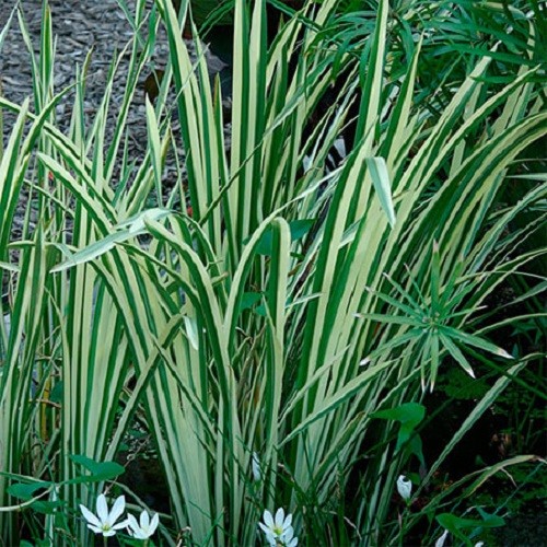 Acore odorant acorus - , calamus