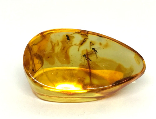 Piece ambre insectes cadeau - piece,