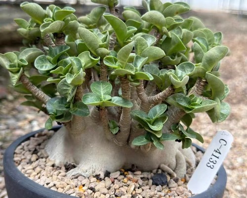Rare cacti plant adenium - cacti,