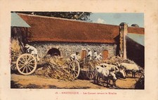 Martinique - Les cannes à