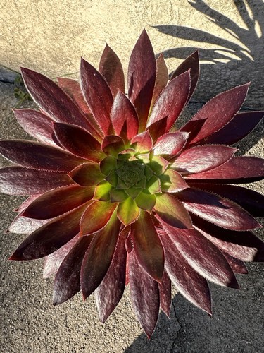 Aeonium black magique - ,
