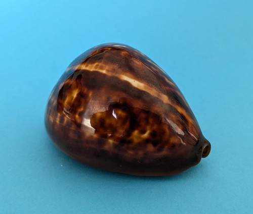 Cypraea decipiens - mm, f+++