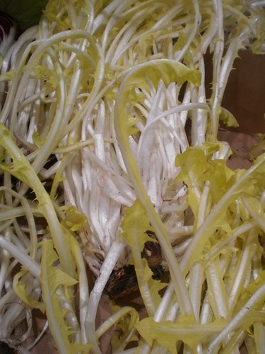 Chicoree feuille barbe - à,