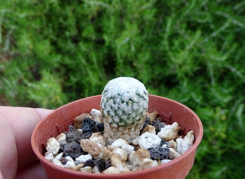 Turbinicarpus valdezianus - turbinicarpus,