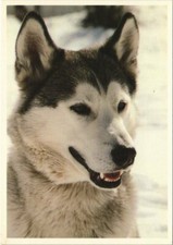 CPA AK Husky DOG (1178519)