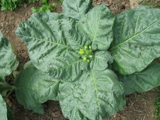 1000 graines Tabac chamanique