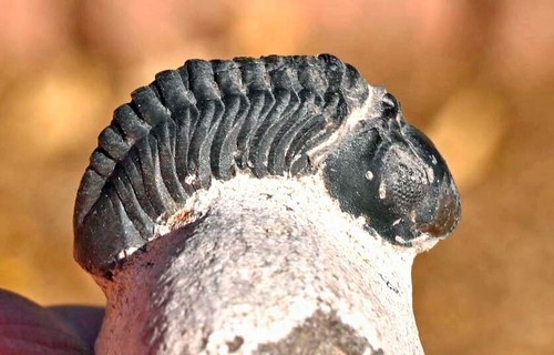 Trilobite fossil baby - trilobite, "baby"