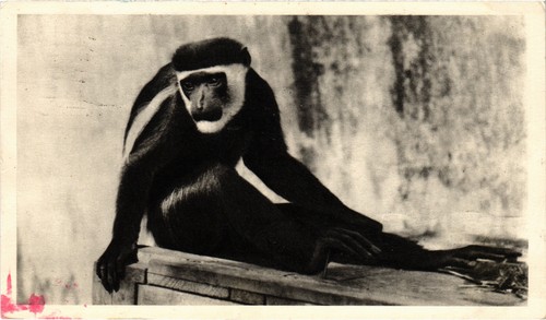 French equatorial africa - french,