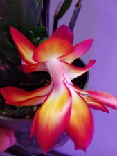 Schlumbergera frances - schlumbergera,
