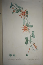 GRANDE GRAVURE XIX° PLANCHE