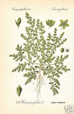 Herniaria glabra kahles - herniaria,